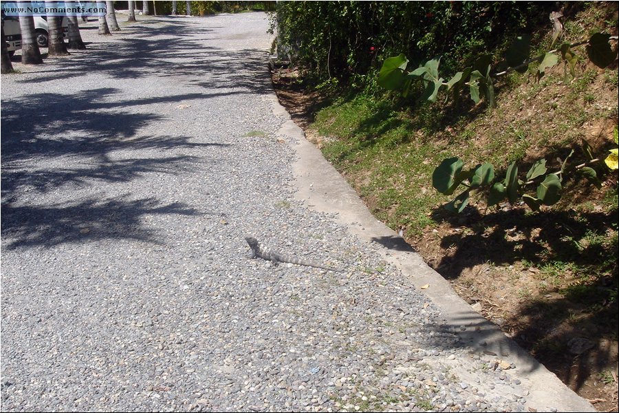 Honduras Iguana.JPG