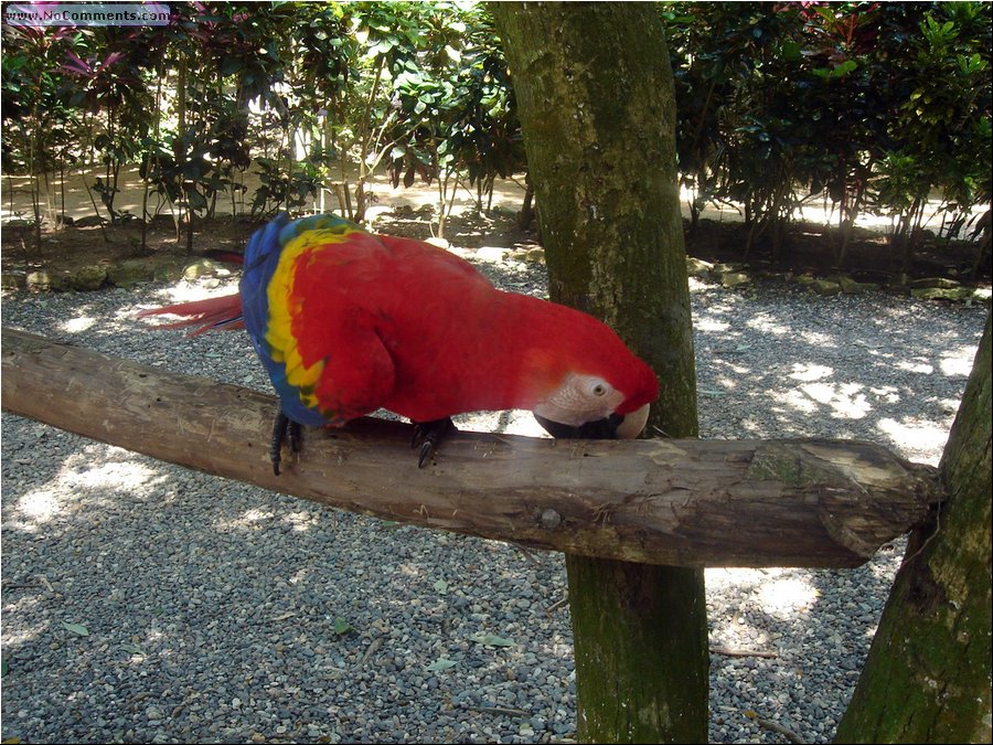 Honduras Parrot.JPG