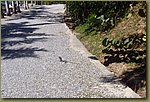 Honduras Iguana.JPG