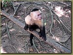 Honduras Peeing monkey.JPG