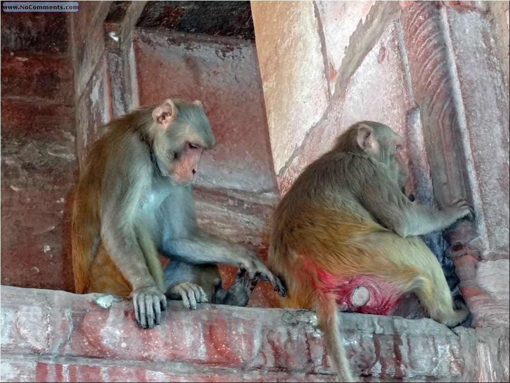 Red Fort 04.JPG