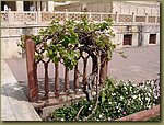 Red Fort grapes.JPG