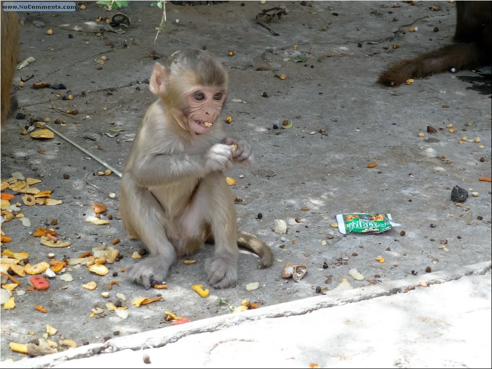 Jaipur Monkey Temple 02.JPG