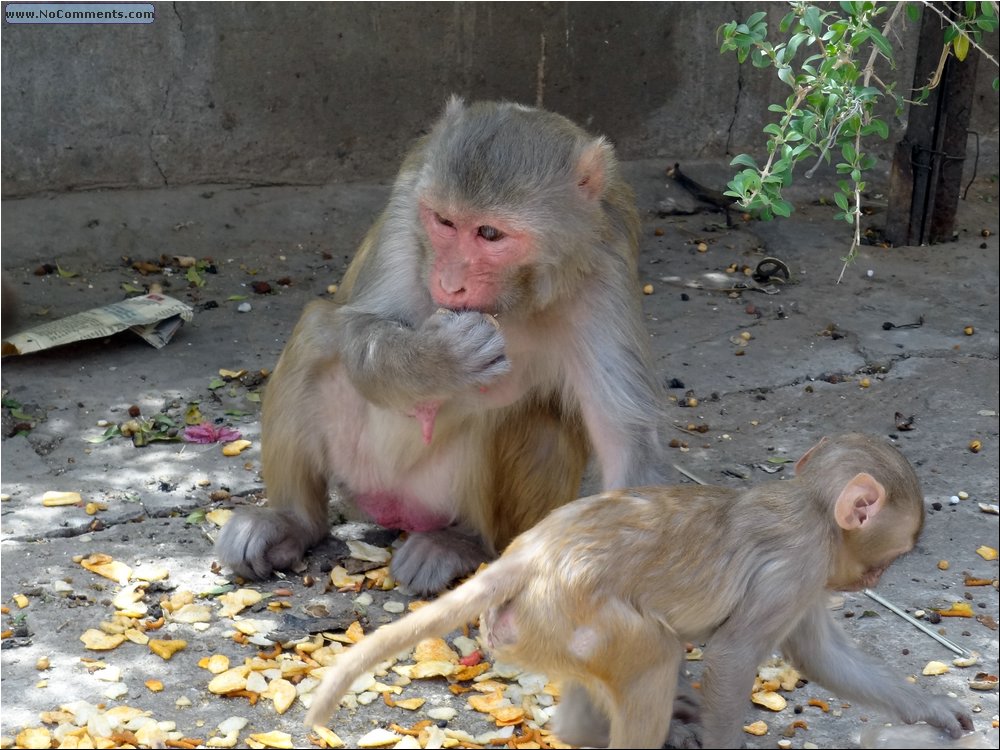 Jaipur Monkey Temple 03.JPG