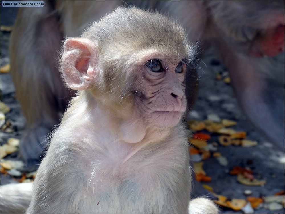 Jaipur Monkey Temple 04.JPG