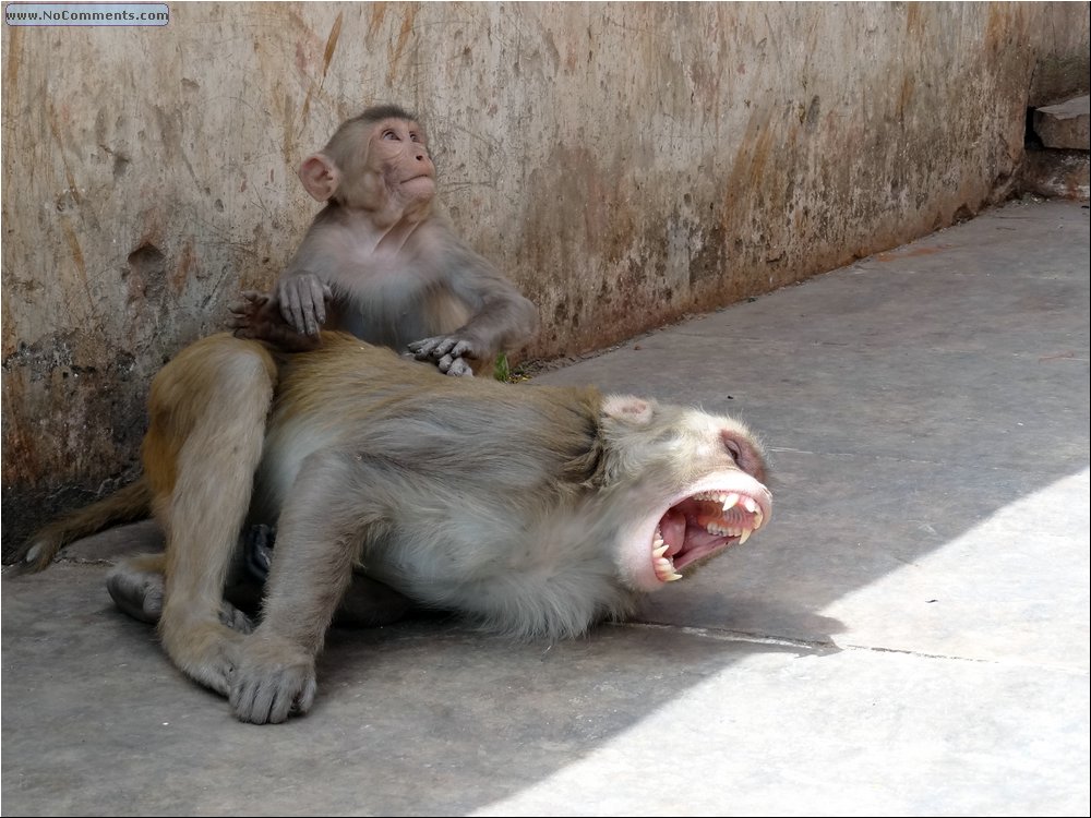Jaipur Monkey Temple 07.JPG