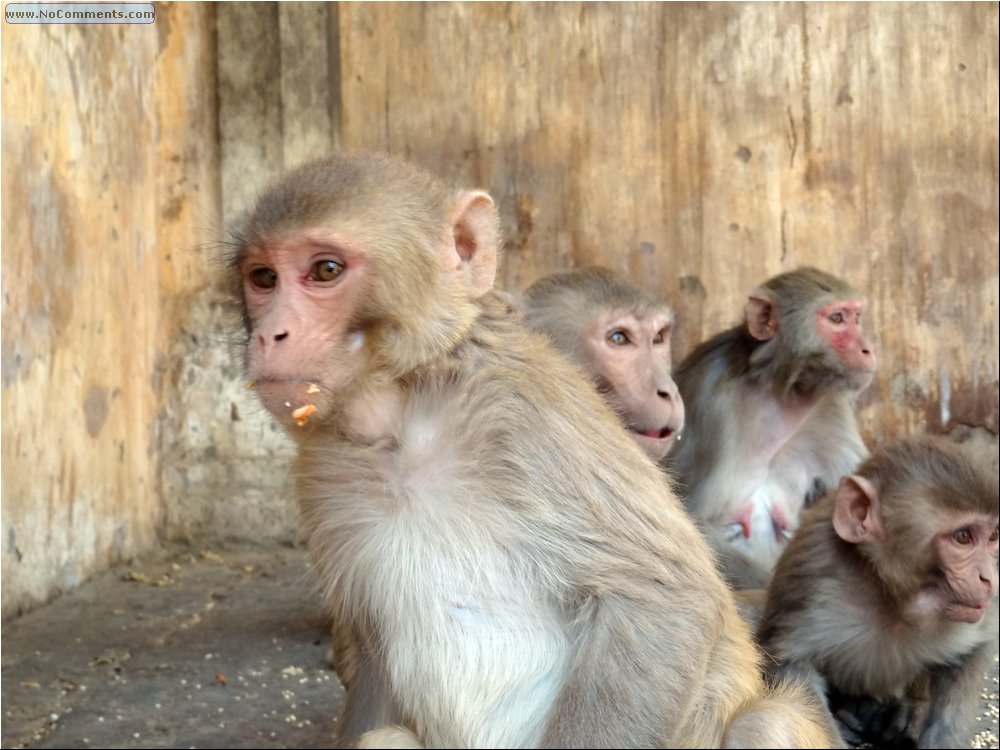 Jaipur Monkey Temple 12.JPG
