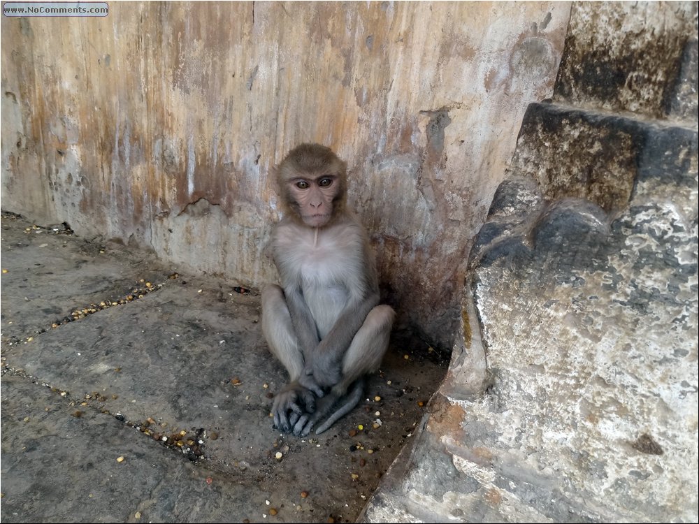 Jaipur Monkey Temple 14.JPG