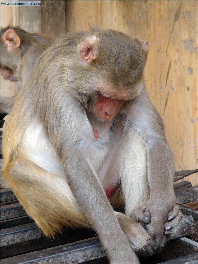 Jaipur Monkey Temple 16.JPG