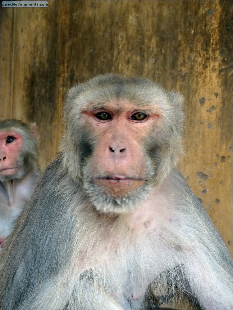 Jaipur Monkey Temple 18.JPG