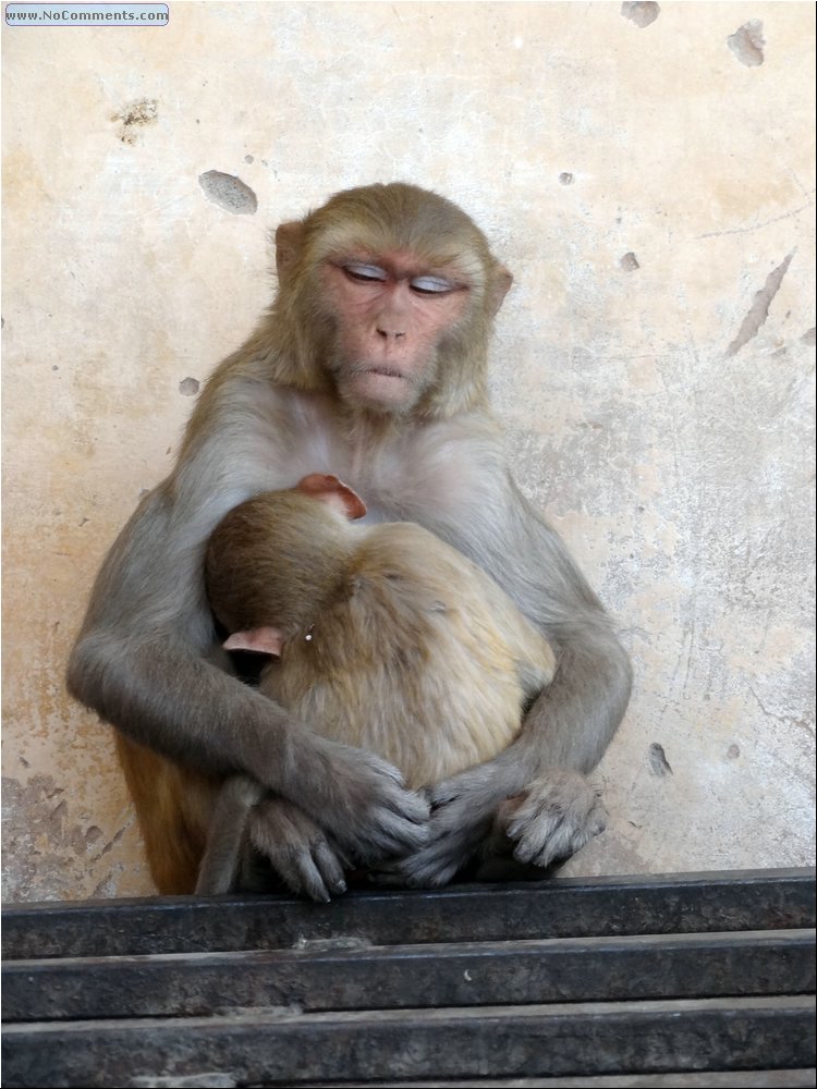 Jaipur Monkey Temple 20.JPG