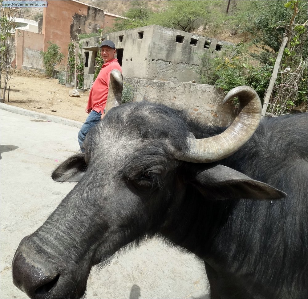 Jaipur steaks 01.JPG