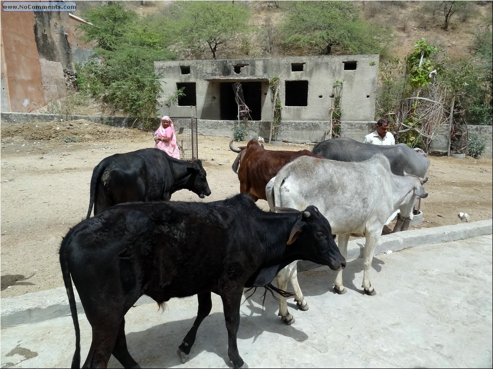 Jaipur steaks 02.JPG