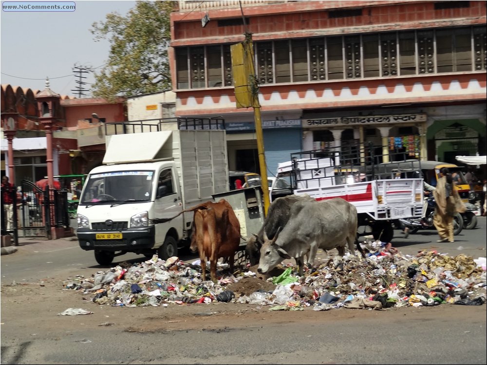 Jaipur steaks 03.JPG
