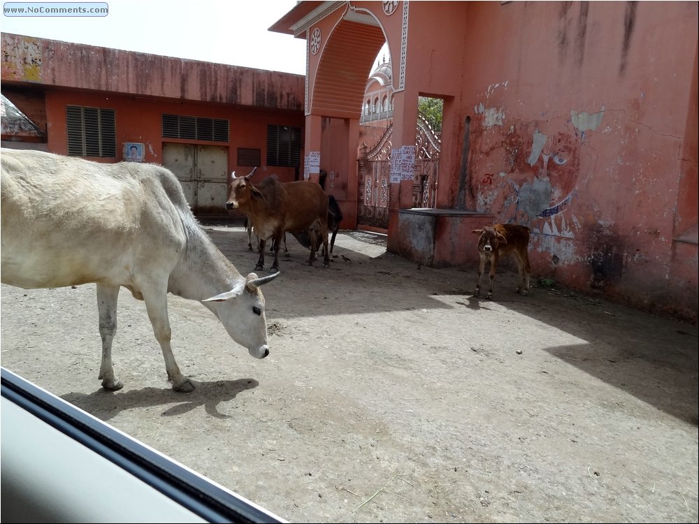 Jaipur steaks.JPG