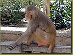 Jaipur Monkey Temple 01.JPG