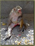 Jaipur Monkey Temple 06.JPG