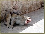 Jaipur Monkey Temple 07.JPG