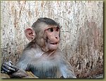 Jaipur Monkey Temple 08.JPG