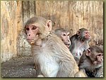 Jaipur Monkey Temple 12.JPG