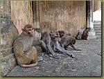 Jaipur Monkey Temple 13.JPG