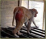 Jaipur Monkey Temple 15.JPG