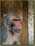 Jaipur Monkey Temple 17.JPG