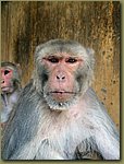 Jaipur Monkey Temple 18.JPG