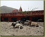 Jaipur steaks 00.JPG