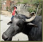 Jaipur steaks 01.JPG