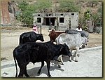 Jaipur steaks 02.JPG