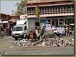 Jaipur steaks 03.JPG