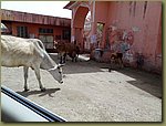 Jaipur steaks.JPG