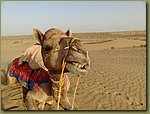 Camel ride 11.JPG