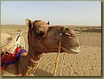 Camel ride 12.JPG