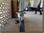 Jaisalmer train station 01.JPG