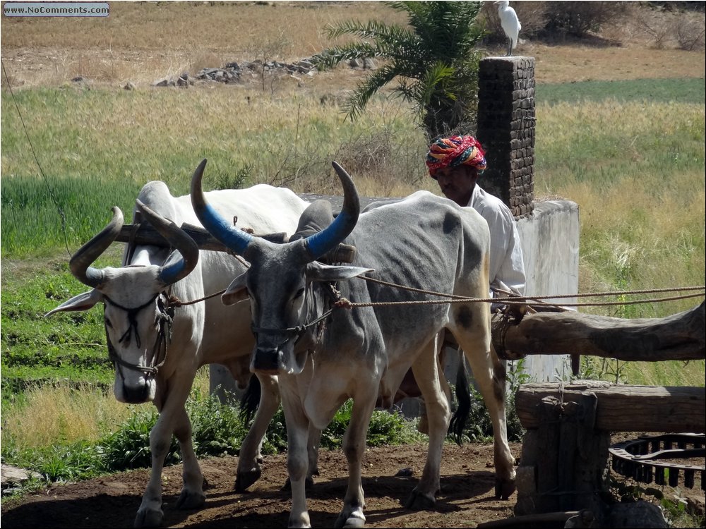 Udaipur Bulls.JPG