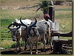 Udaipur Bulls.JPG