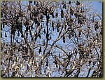 Udaipur bats.JPG