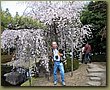 Himeji Shogun Castle Garden 2.jpg