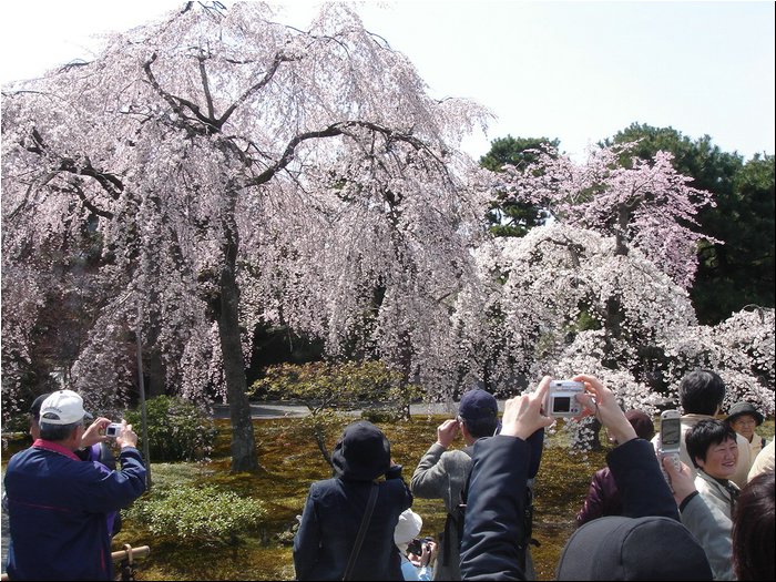 Kyoto Imperial Gardens 3.JPG