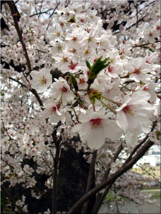 Kyoto sakura 2.jpg