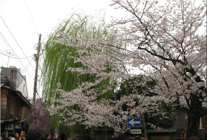 Kyoto sakura 3.jpg