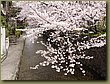 Kyoto Cherry Blossoms 1.JPG