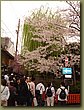 Kyoto Cherry Blossoms 6.JPG