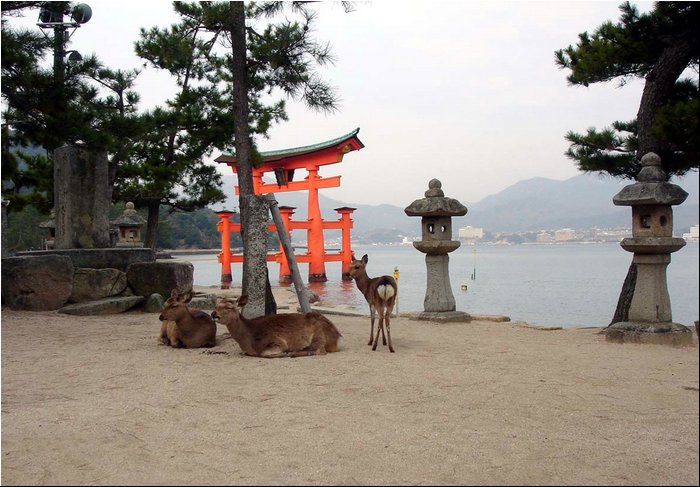 Miyajima Deers.JPG