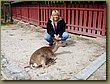 Miyajima Deers 1.JPG