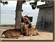 Miyajima deers in love 1.jpg