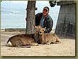 Miyajima deers in love.jpg