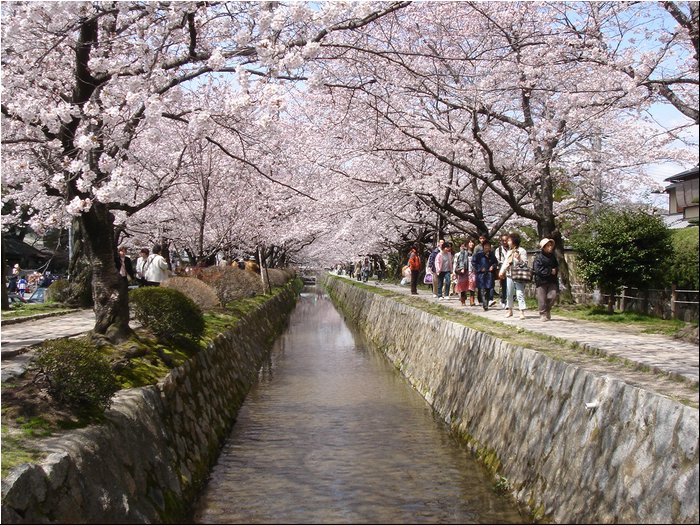 Nara Cherry blossoms 2.JPG